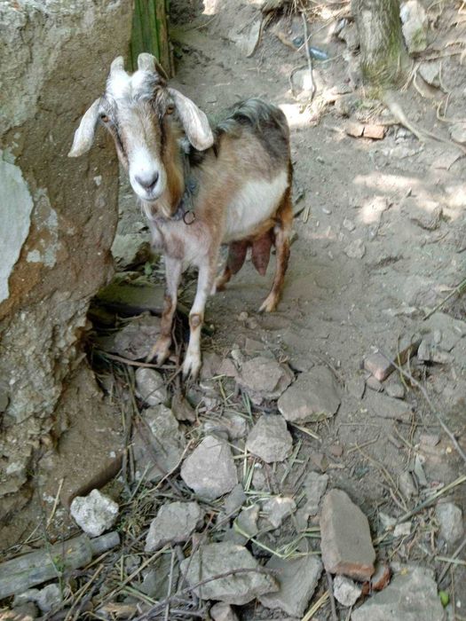 Продажа коз и козлят