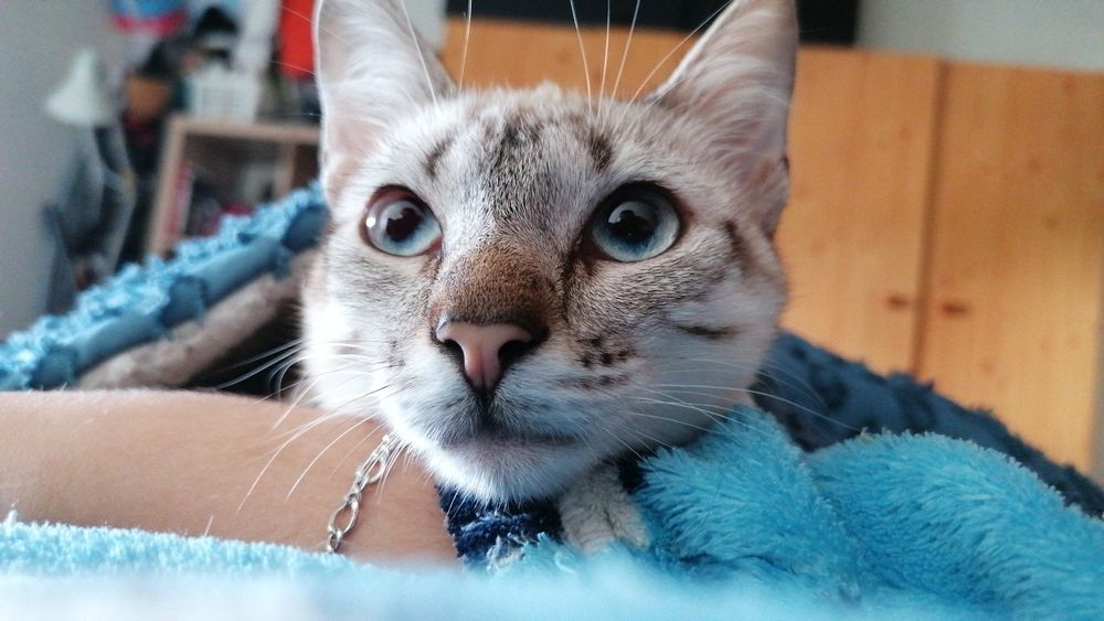 Gatinha perdida - Na parede