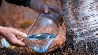 Продам цілющий,вітамінізований,свіжий кленовий/березовий сік.