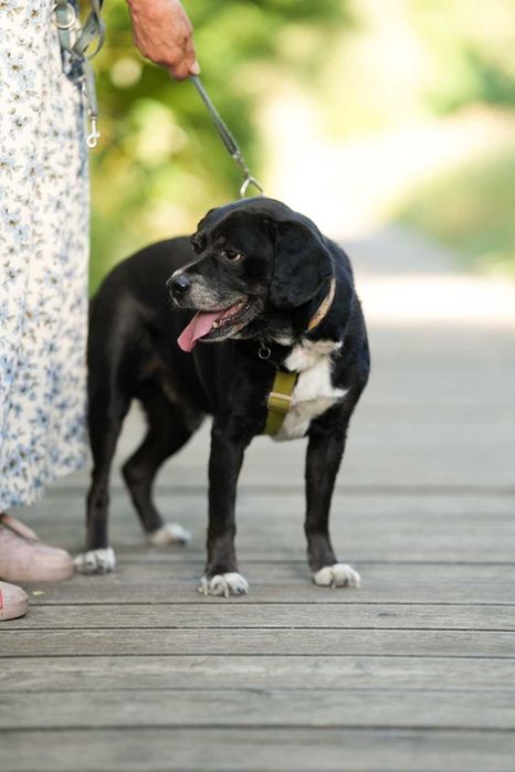 Cudowny Kubuś bardzo prosi o dom