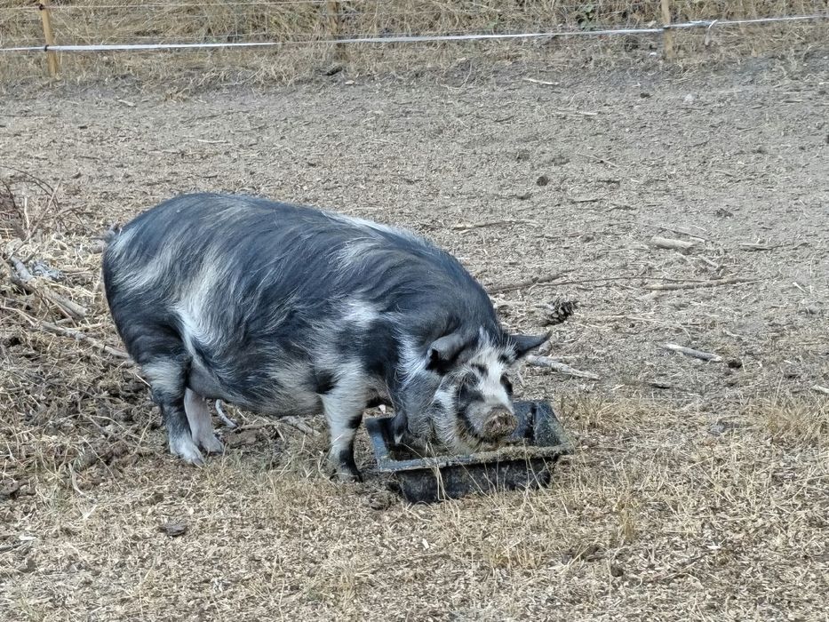 Porca  Kune kune prenha