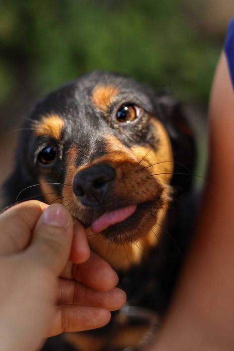 Pieski do adopcji (psie rodzeństwo)- Bidon i Brenda