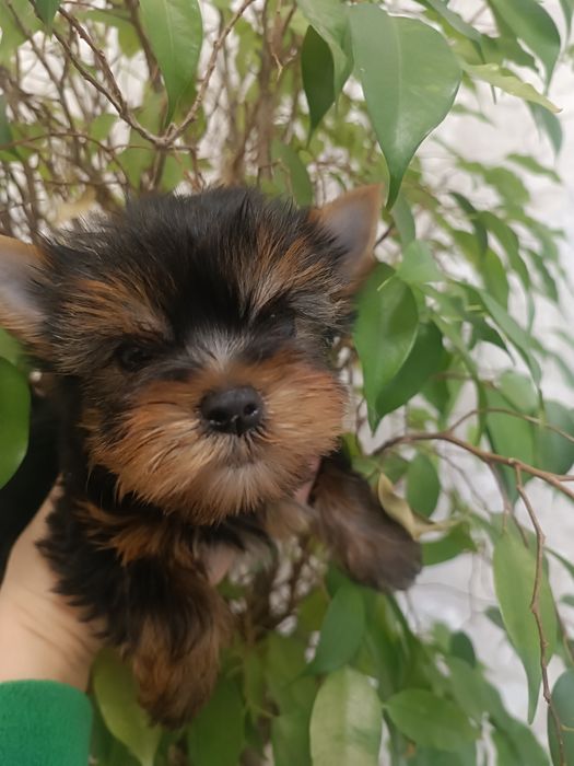 Банда йориков для любви и восхищения