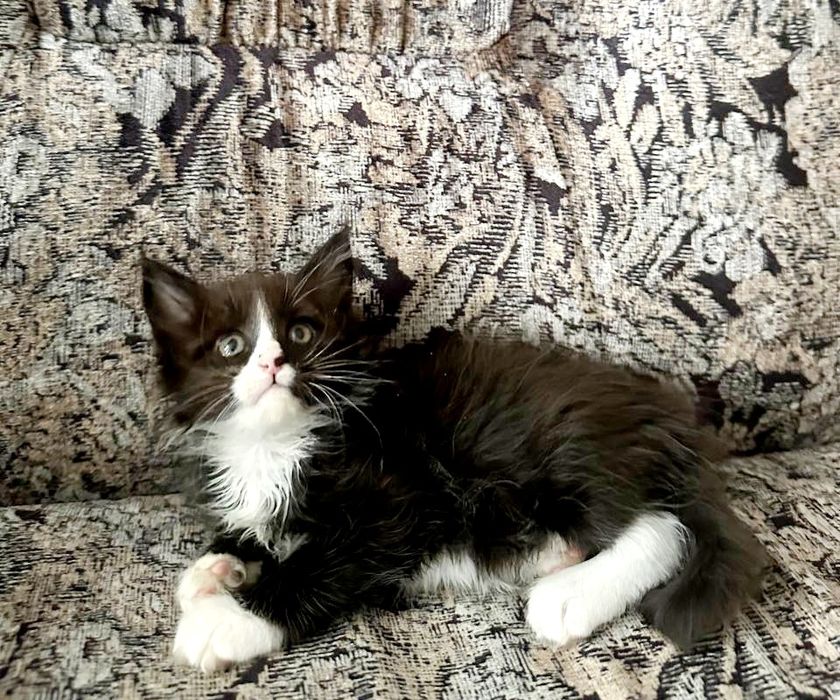 Мейн-кун дівчинка