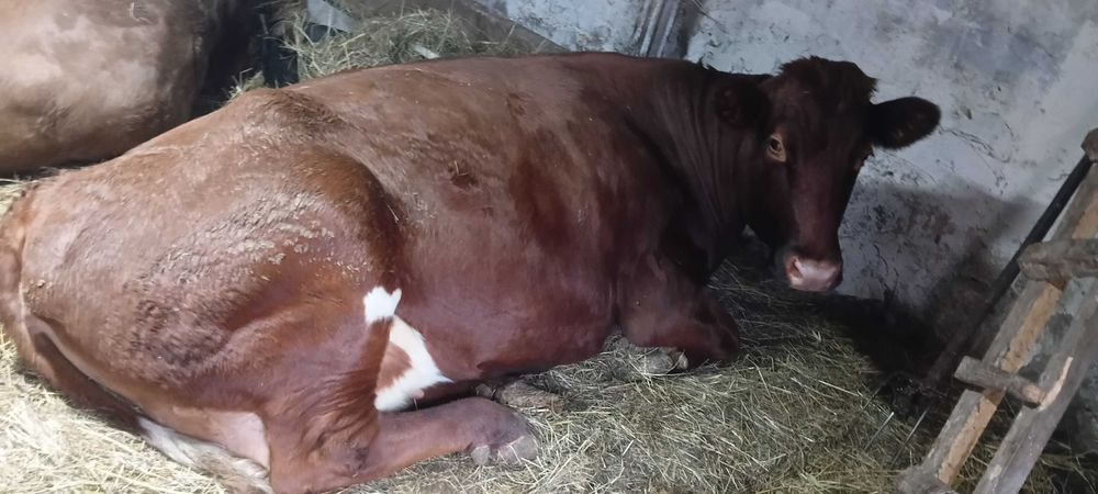 Продам корову молочну