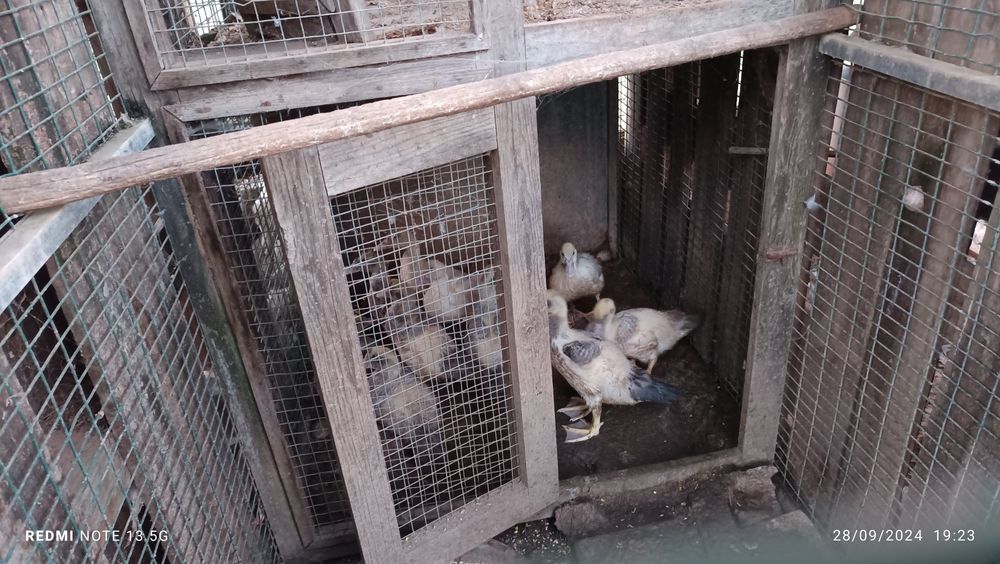 Patos e patas adultos e pequenos patos modos