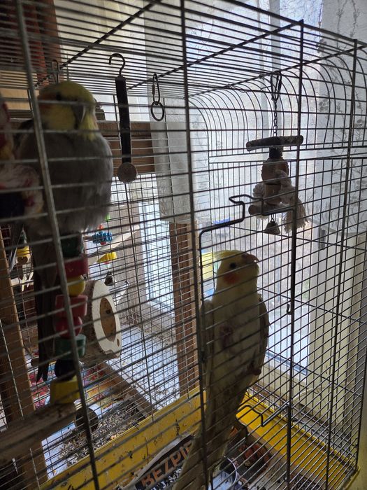 Sprzedam 4 papugi nimfy plus dwie klatki