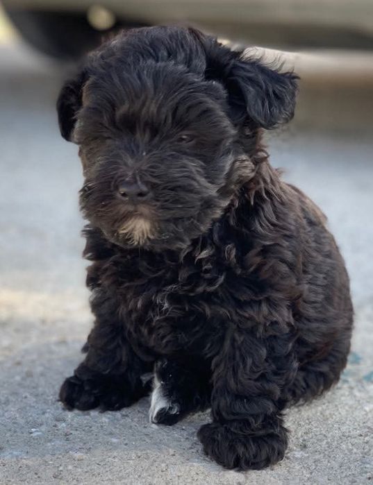 Filhotes de caniche