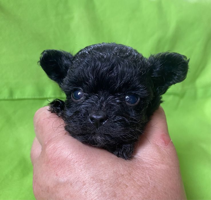 Хто бажає диво?)