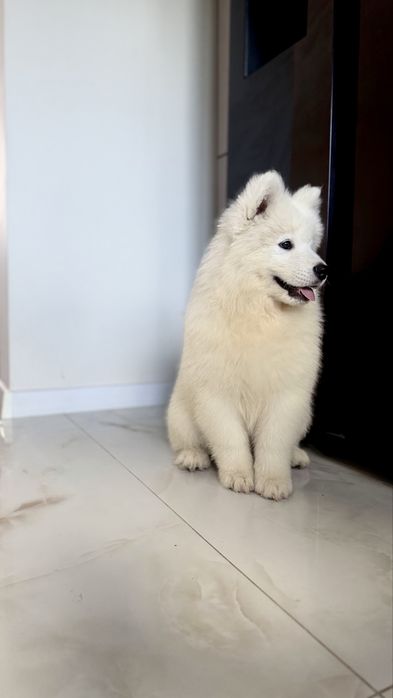 Samoyed, samojed, szczeniak po rodzicach ZKwP, FCI, Kraków