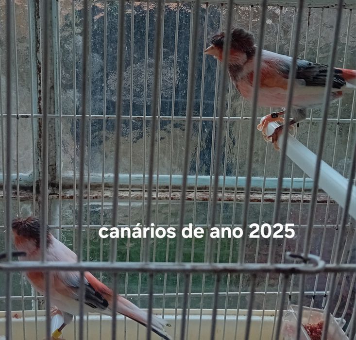 Canário de 2025 alecrins