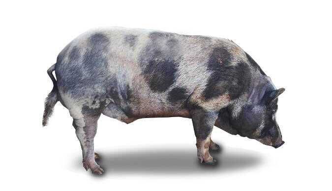 Vender porca criadeira e porco para espeto+-40Kg