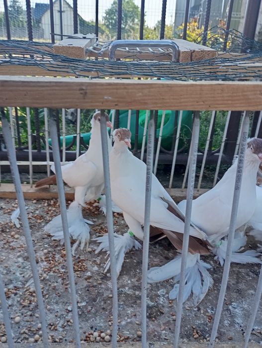 Krymki Polskie Młode 2 pary po 100 Okazja