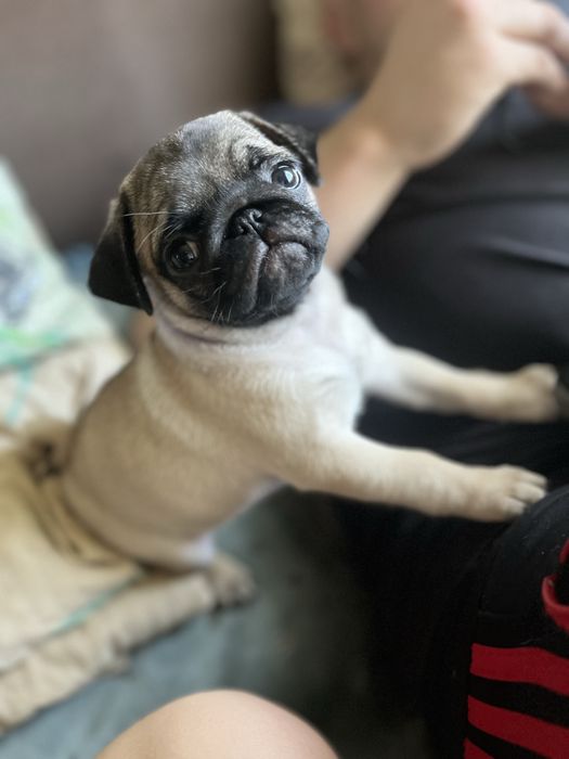 Продається грайлива дівчинка породи мопс