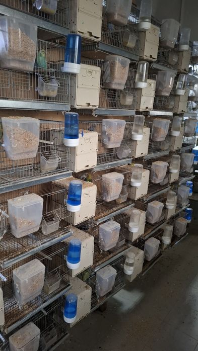 Gaiolas criaçao com ou sem acessórios