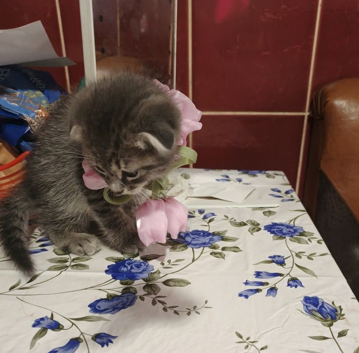 Шотландські висловухої кошенята "Скоттіш-Фолд"