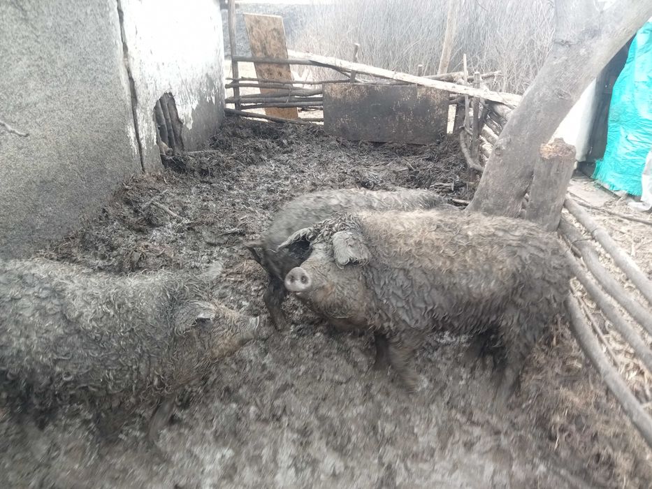 Свині живою вагою мангалиця