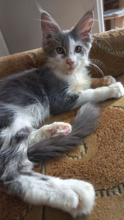 Miziasty niebiesko-biały kocurek Maine Coon PZF