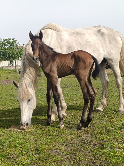 Égua lusitana afilhada