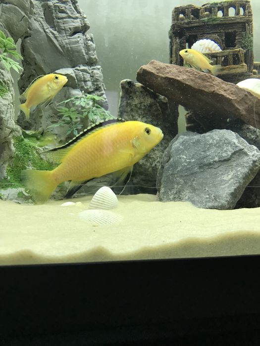 Лабидохромис Еллоу Цихлиды малави , єллоу .