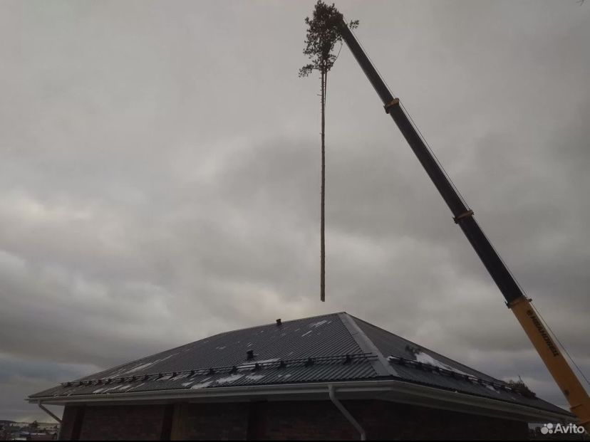 Спил Деревьев. Безопасно. Альпинист