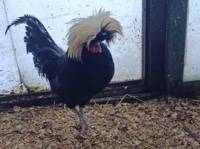 Sprzedam koguta czubatki Holenderskiej