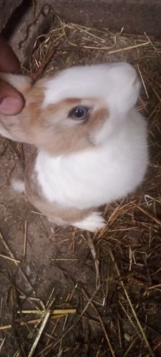 Tenho coelhos para ceder