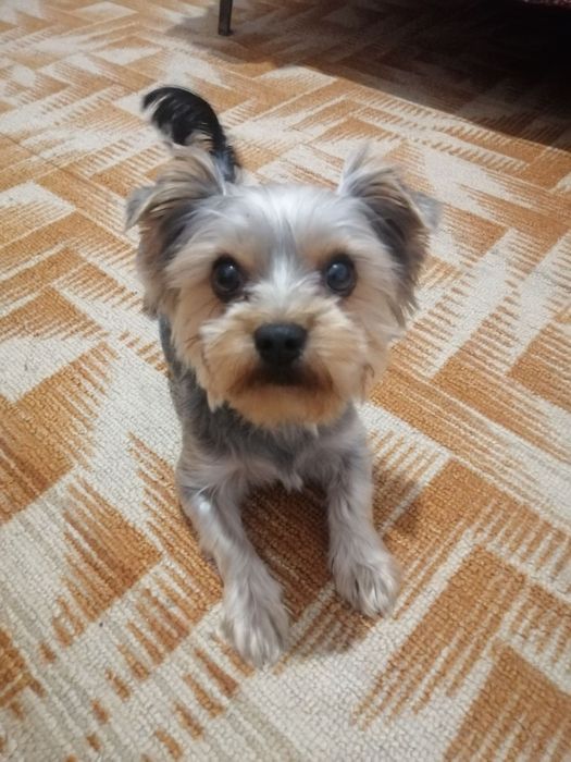 Женіх шукає нівесту