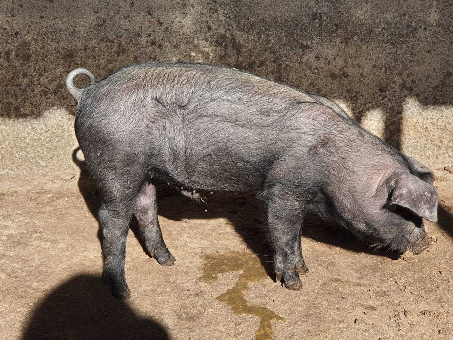 Vende-se leitão com 2,5 meses