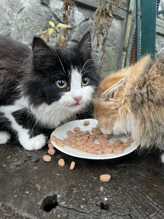 Кошеня (кішка, киця, дівчинка, котенок, кошка, девочка)