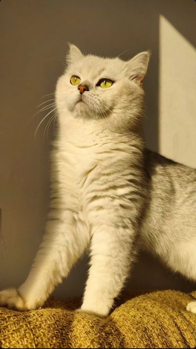 В'язка британський короткошерстий котик шукає кицю