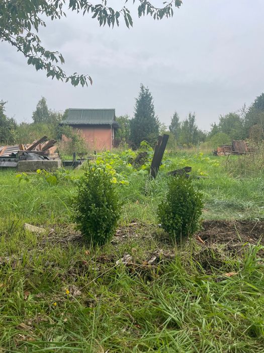 Bukszpan do przesady 5 sztuk
