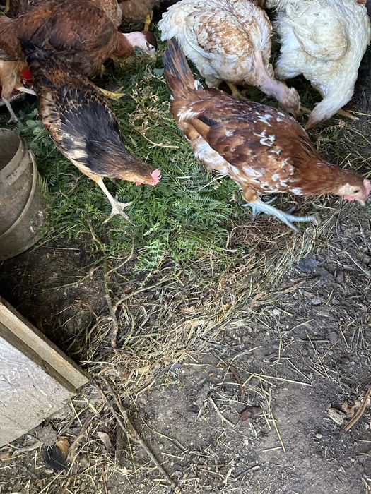 Vendo 4 patas e 1 pato mudo e 3 garnisos de boa raça