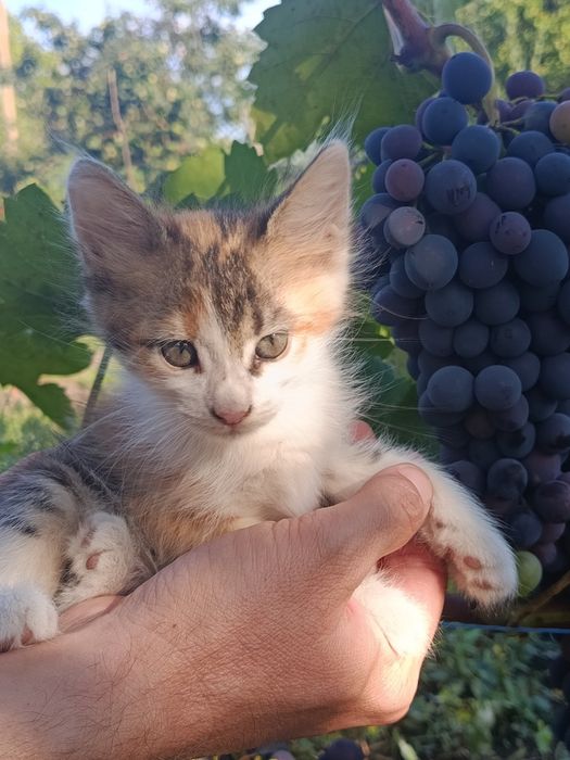 Продам пушистых котят