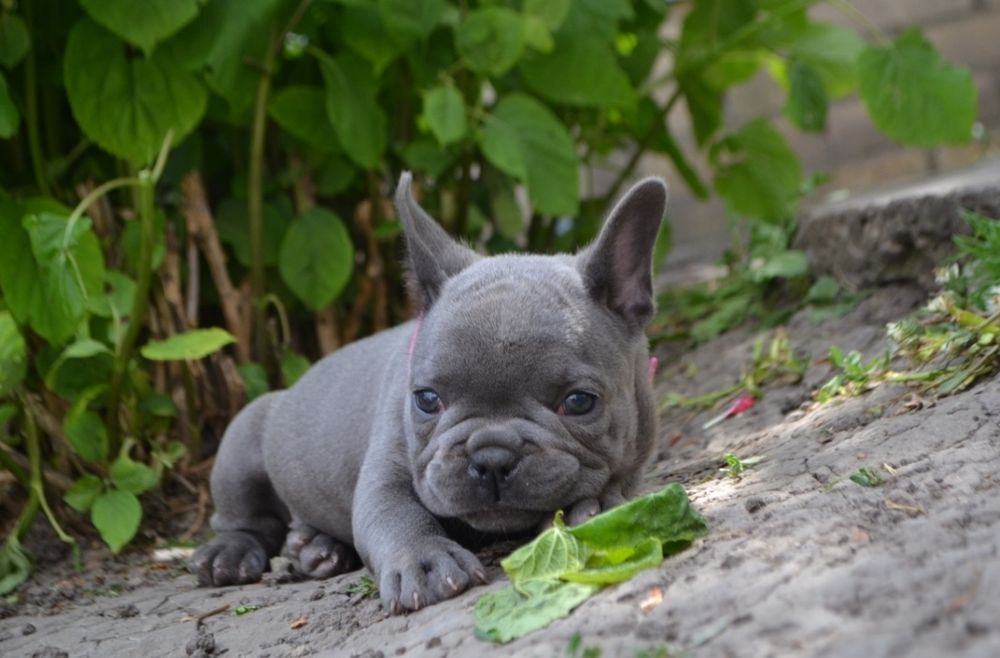 Крихітні дівчата французькі бульдожкі