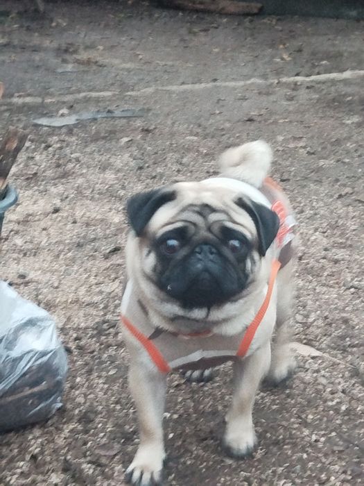 Мопс   шукає   дівчинку