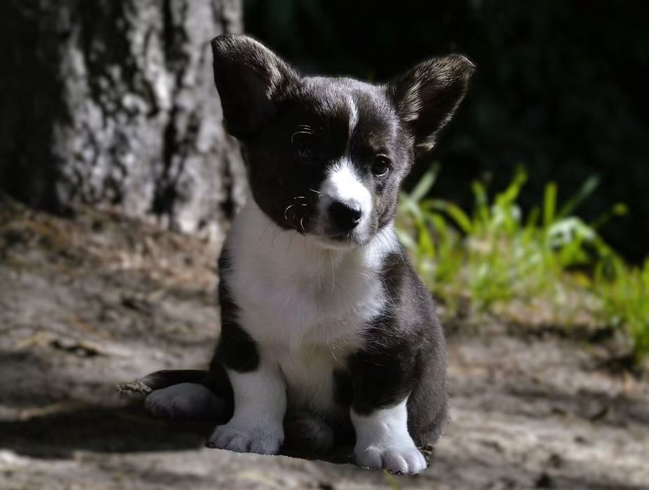 Welsh Corgi Cardigan chłopiec ZKwP FCI
