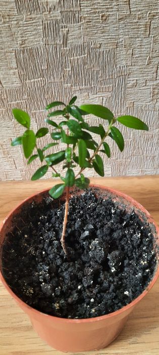 Комнатный мирт, миртовое дерево