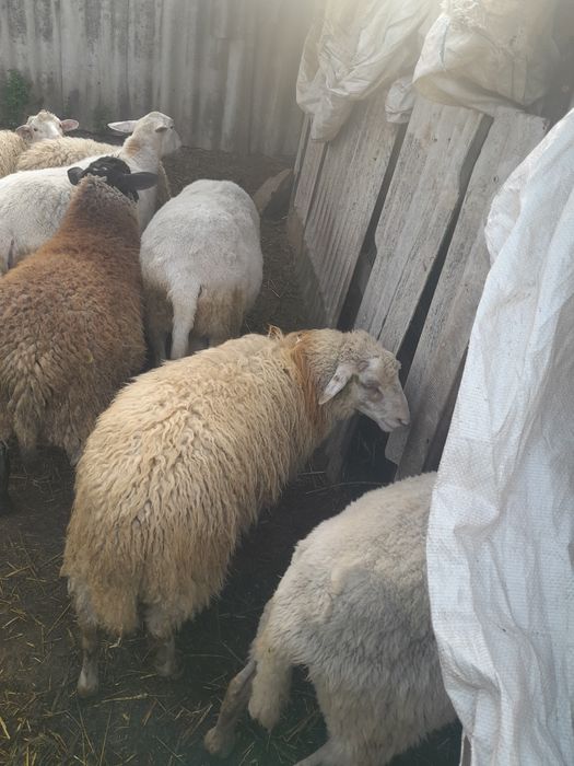 Продамо овечок на тримання