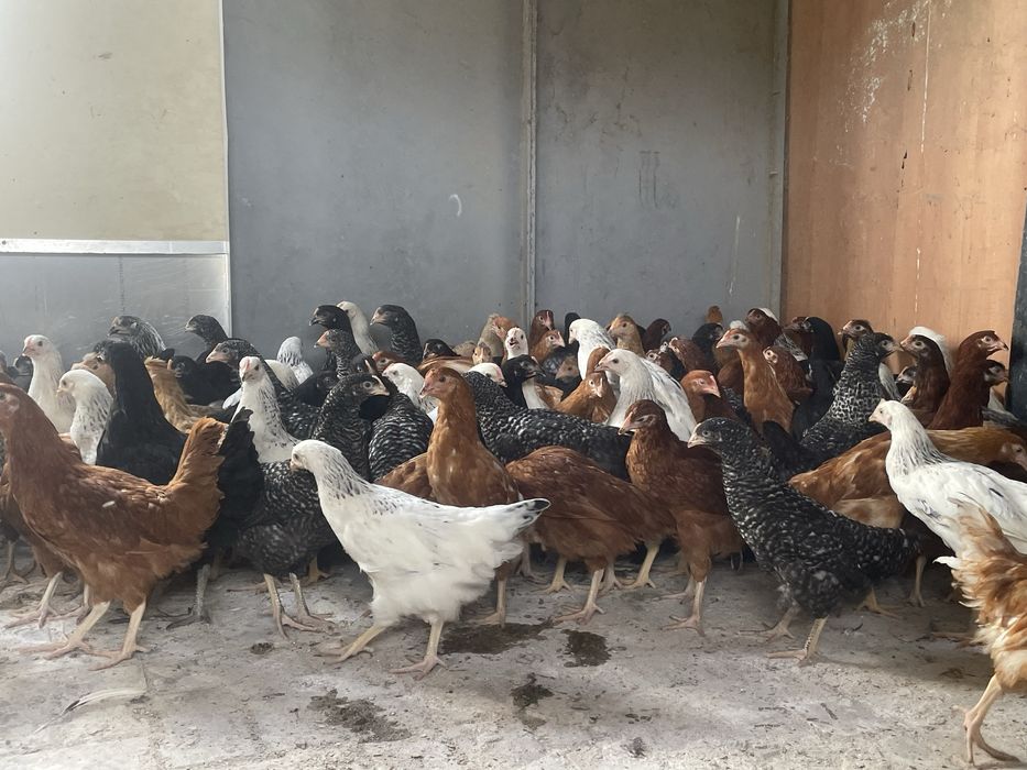 Promoção 10 + 1 Galinhas poedeiras