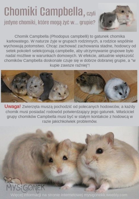 Chomiki Campbella z rodowodem