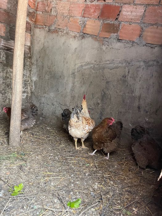 Vendo galo de 6 meses