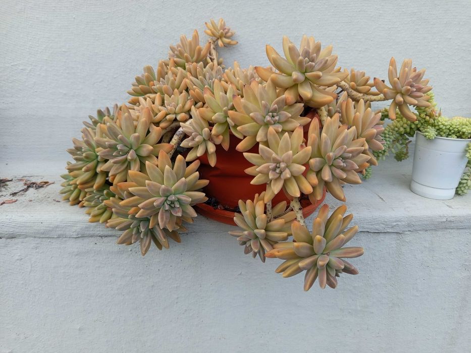 Bonita planta suculenta