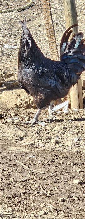 Ovos Ayam Cemani Fertelizados