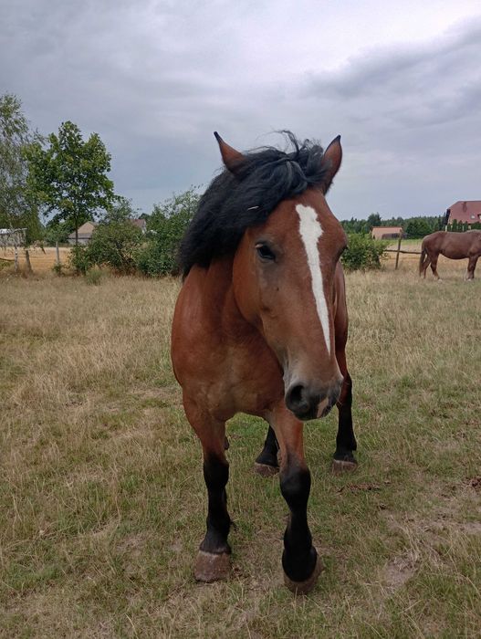 sprzedam konie sokólskie