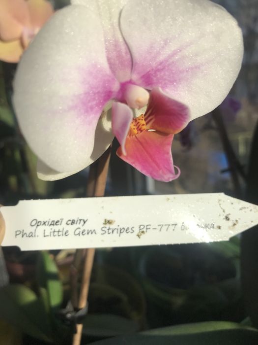 Орхідея фаленопсис  Літл джем страйпс