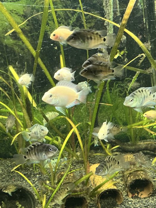 Papagaios anões safira e albinos