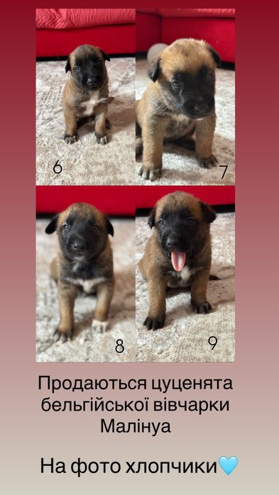 Продаються цуценята  бельгійської вівчарки Малінуа