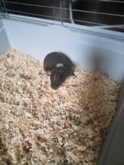 Skinny 2 chłopaki OKAZJA ŚWIĄTECZNA!!!