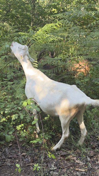 Vendo algumas cabras